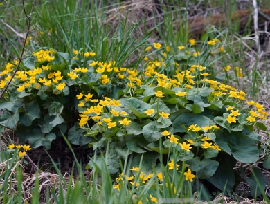 Yellow marsh marigold in bloom
